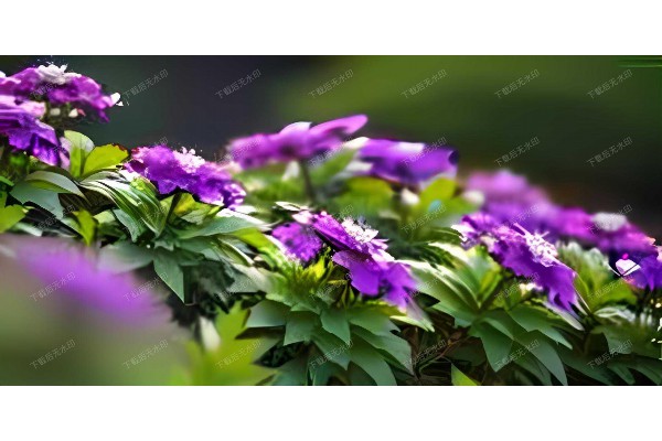 想要彻底放松？武汉御龙酒店桑拿，地址揭晓！